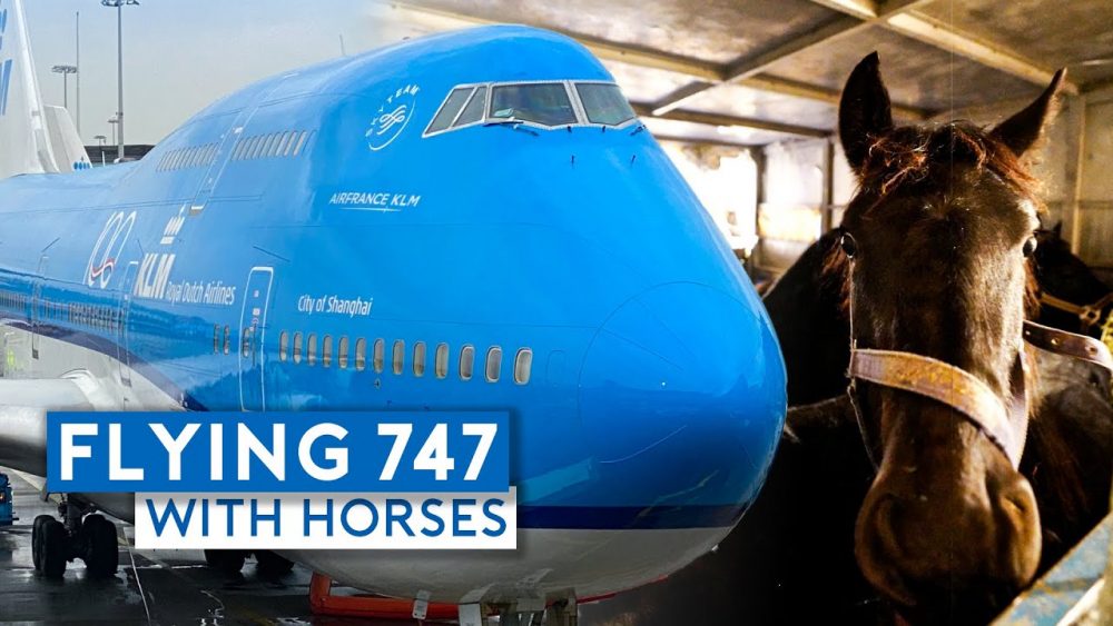 Sam Chui Travels with Horses on HIs Latest Flight with KLM