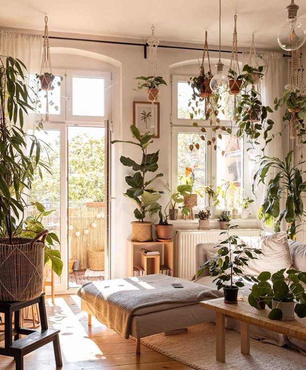 The rise of the 'Insta' Plant