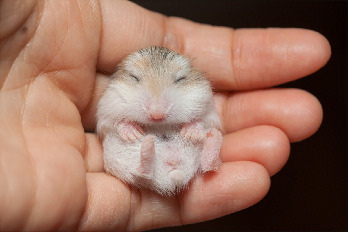 TikToker Quoted $1,129 Vet Bill To Treat Hamster