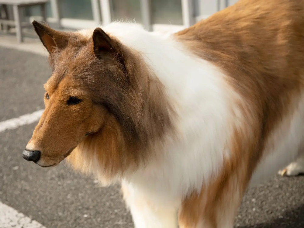 Man spends $14k to transform himself into a dog